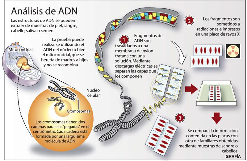 analisis adn.jpg